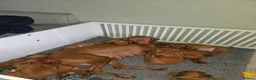 Hungarian Vizsla dogs for sale: 🏆🇭🇺 KC Registered fully trained HungarianVizsla - Advert 12