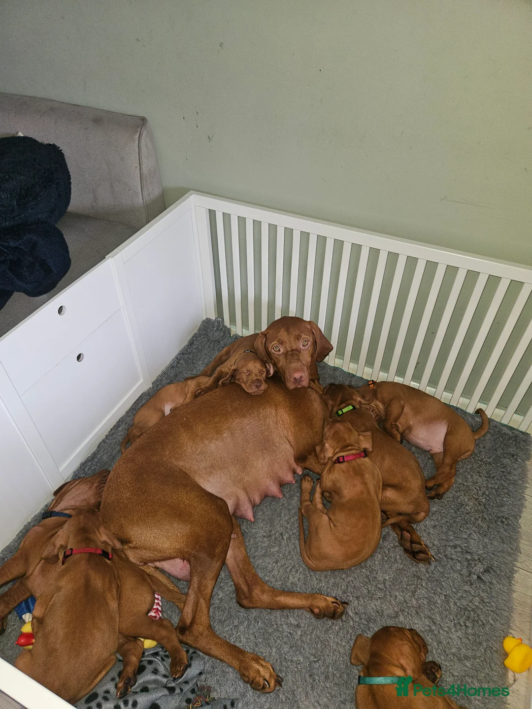 Hungarian Vizsla dogs for sale: 🏆🇭🇺 KC Registered fully trained HungarianVizsla - Advert 12
