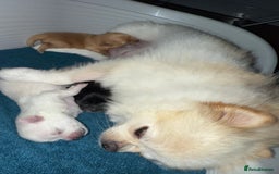 Pomeranian dogs for sale: Champion bloodline Pomeranian puppies  - Image 3