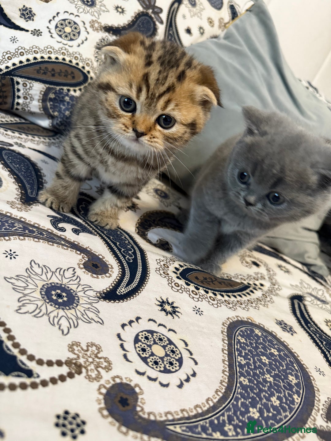 British Shorthair cats for sale: British short hair  - Advert 8