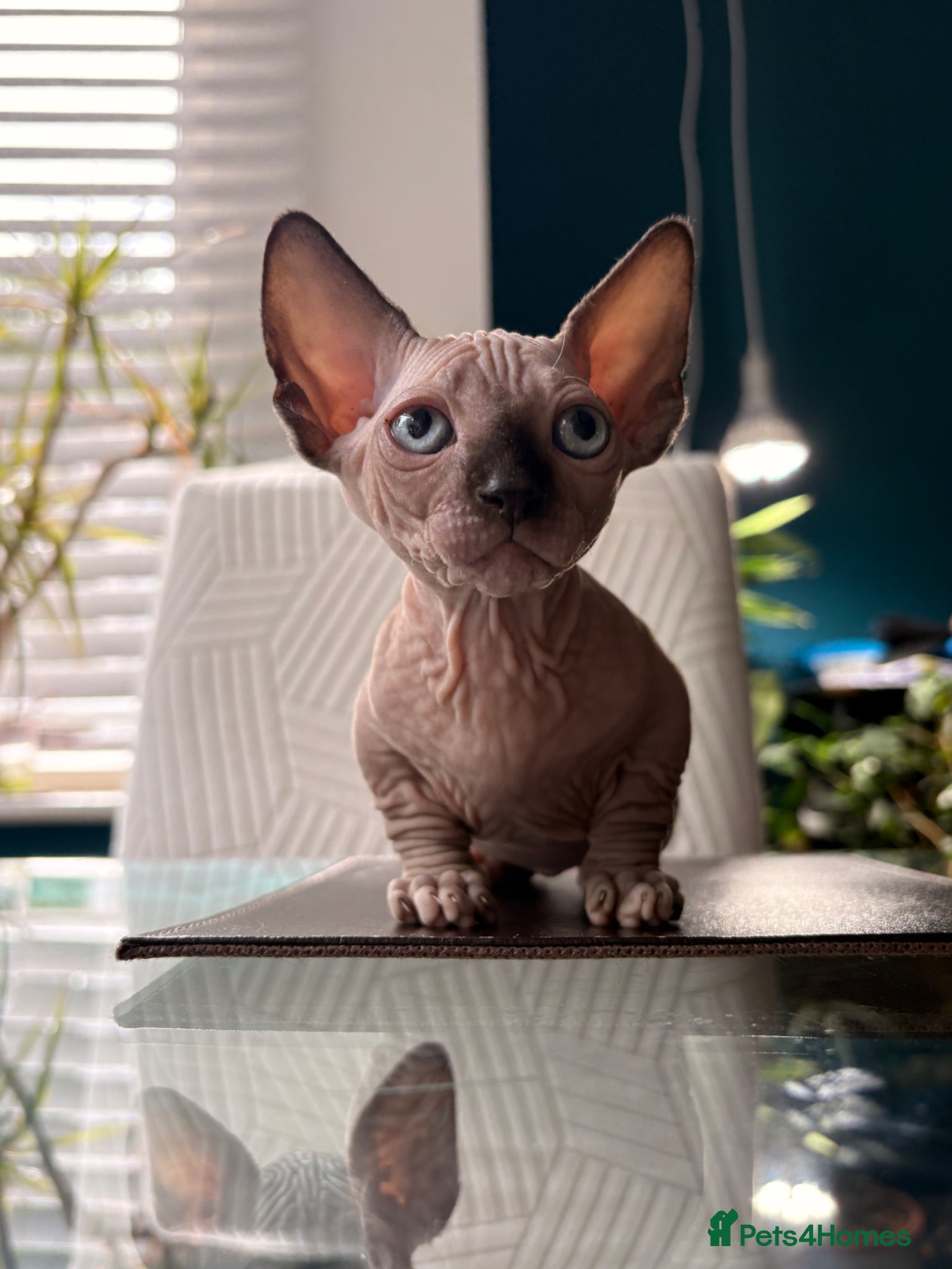 Sphynx cats for sale: Sphynx bambino kittens available 🐈‍⬛🐈 - Advert 4