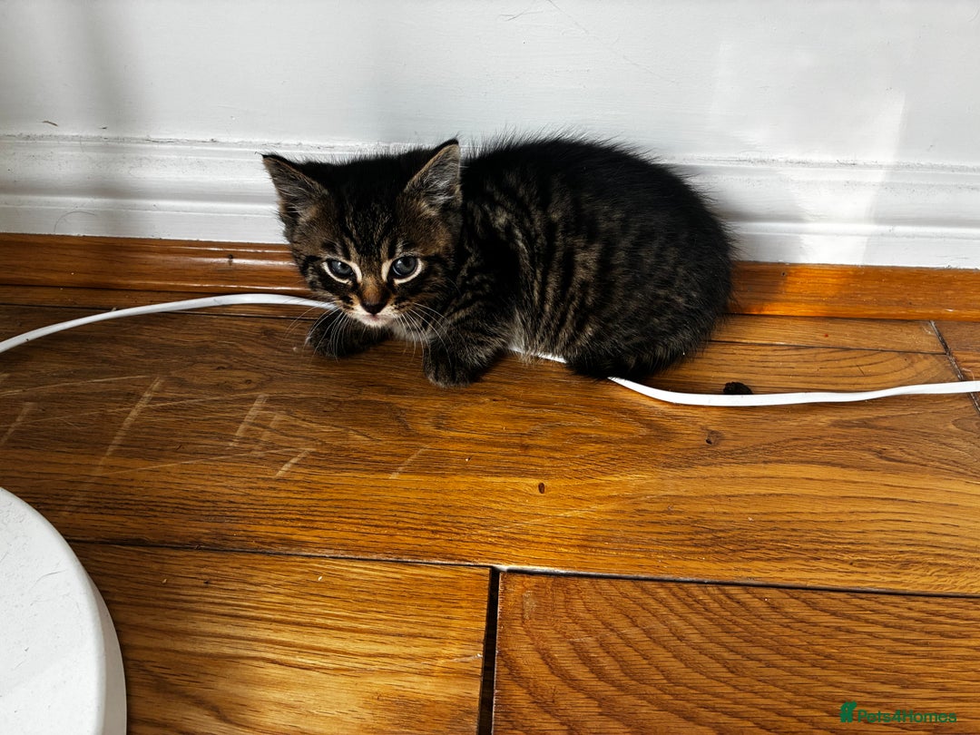 Mixed Breed cats for sale: 4 male kittens  - Advert 7