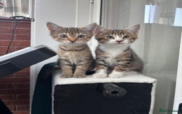 Mixed Breed cats for sale: Mixed breed kittens - Image 3