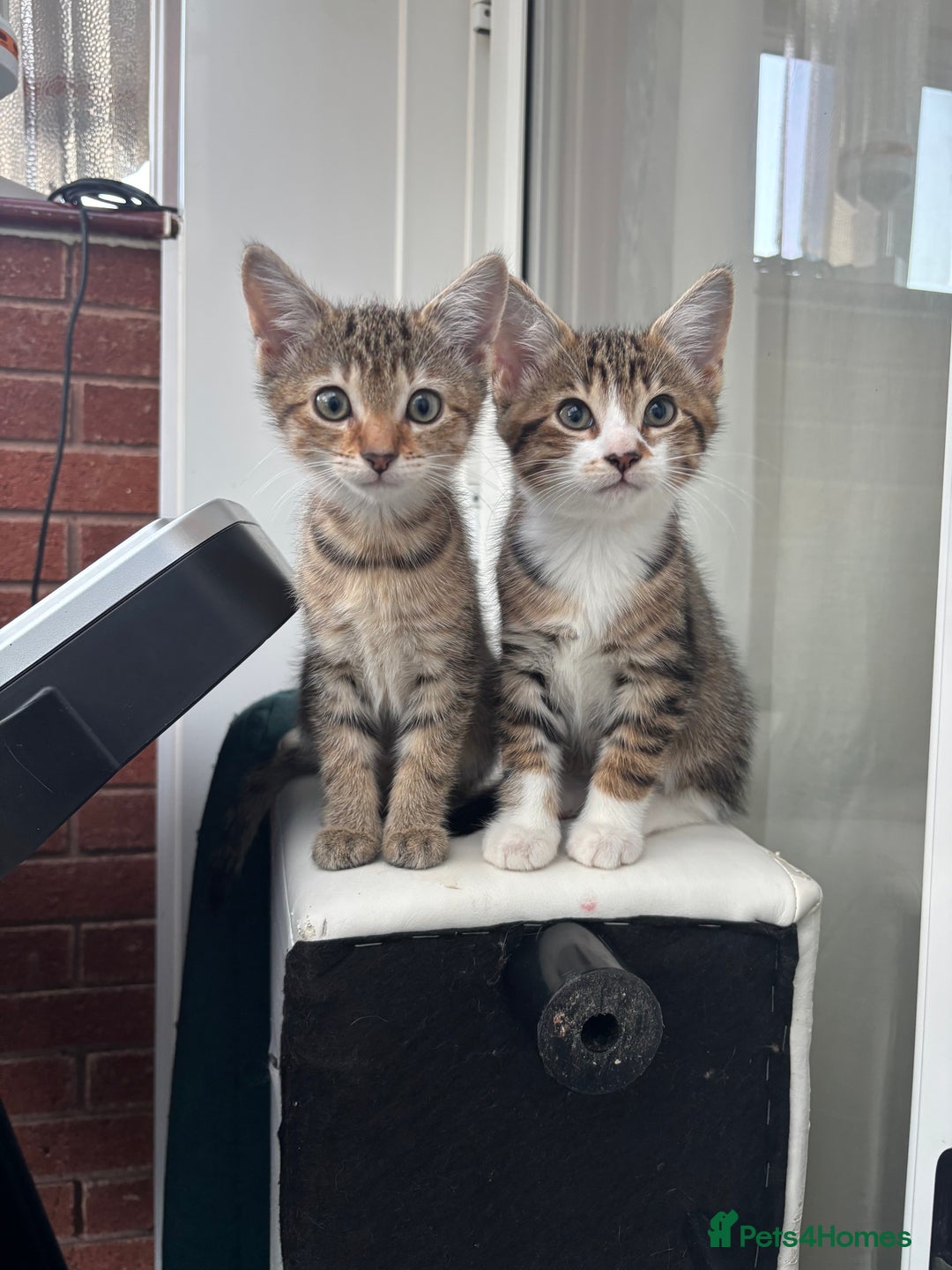 Mixed Breed cats for sale: Mixed breed kittens - Image 3