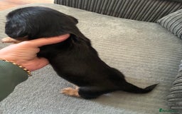 Miniature Dachshund dogs for sale: Broken coated miniature dachshunds  - Image 8