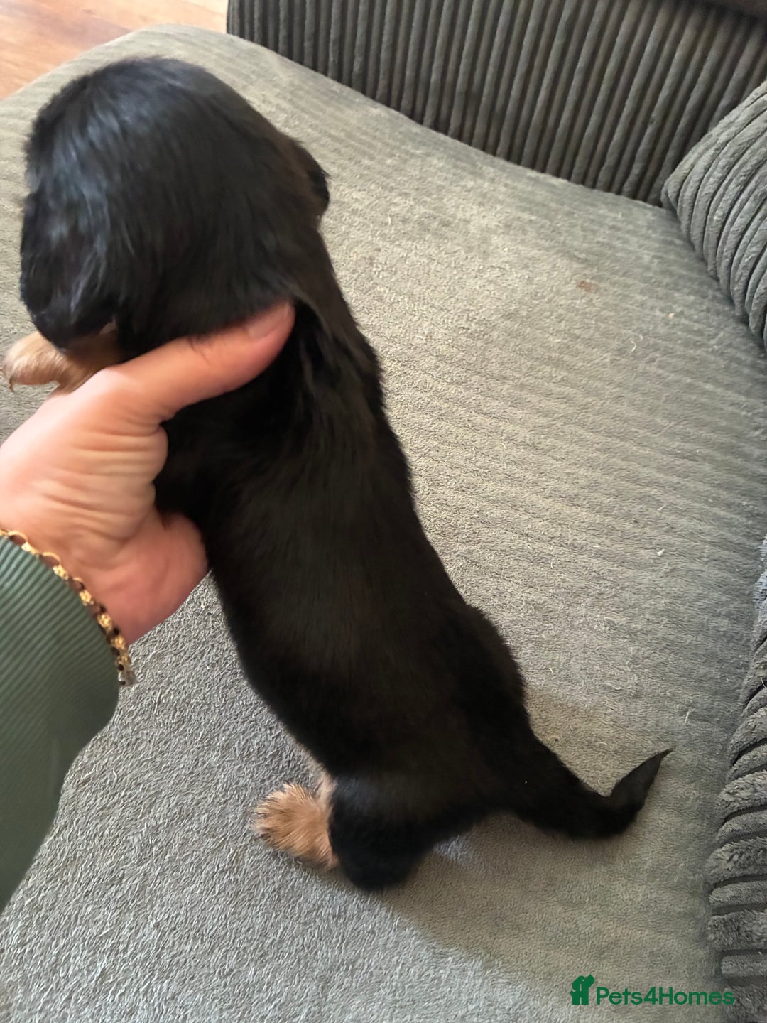 Miniature Dachshund dogs for sale: Broken coated miniature dachshunds  - Image 8