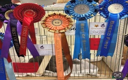 British Shorthair cats for stud: 🏆🔥GCCF BLUE CHAMPION STUD CARRYING CINNAMON 🔥🏆 - Image 2