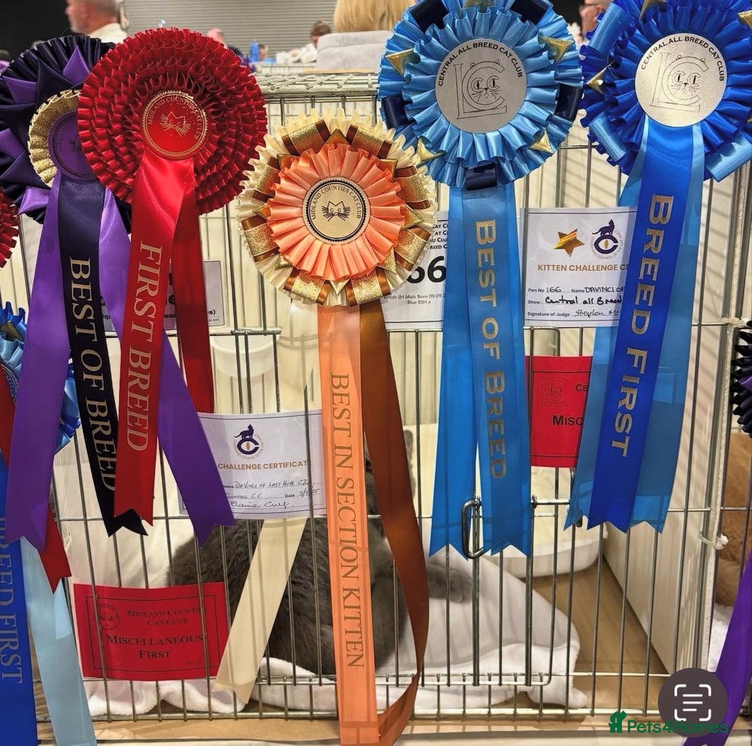 British Shorthair cats for stud: 🏆🔥GCCF BLUE CHAMPION STUD CARRYING CINNAMON 🔥🏆 - Image 2