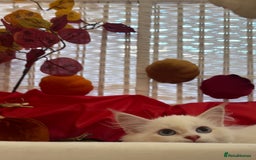 Siberian cats for sale: GCCF Registered Siberian Neva Masquerade Kittens  - Image 4