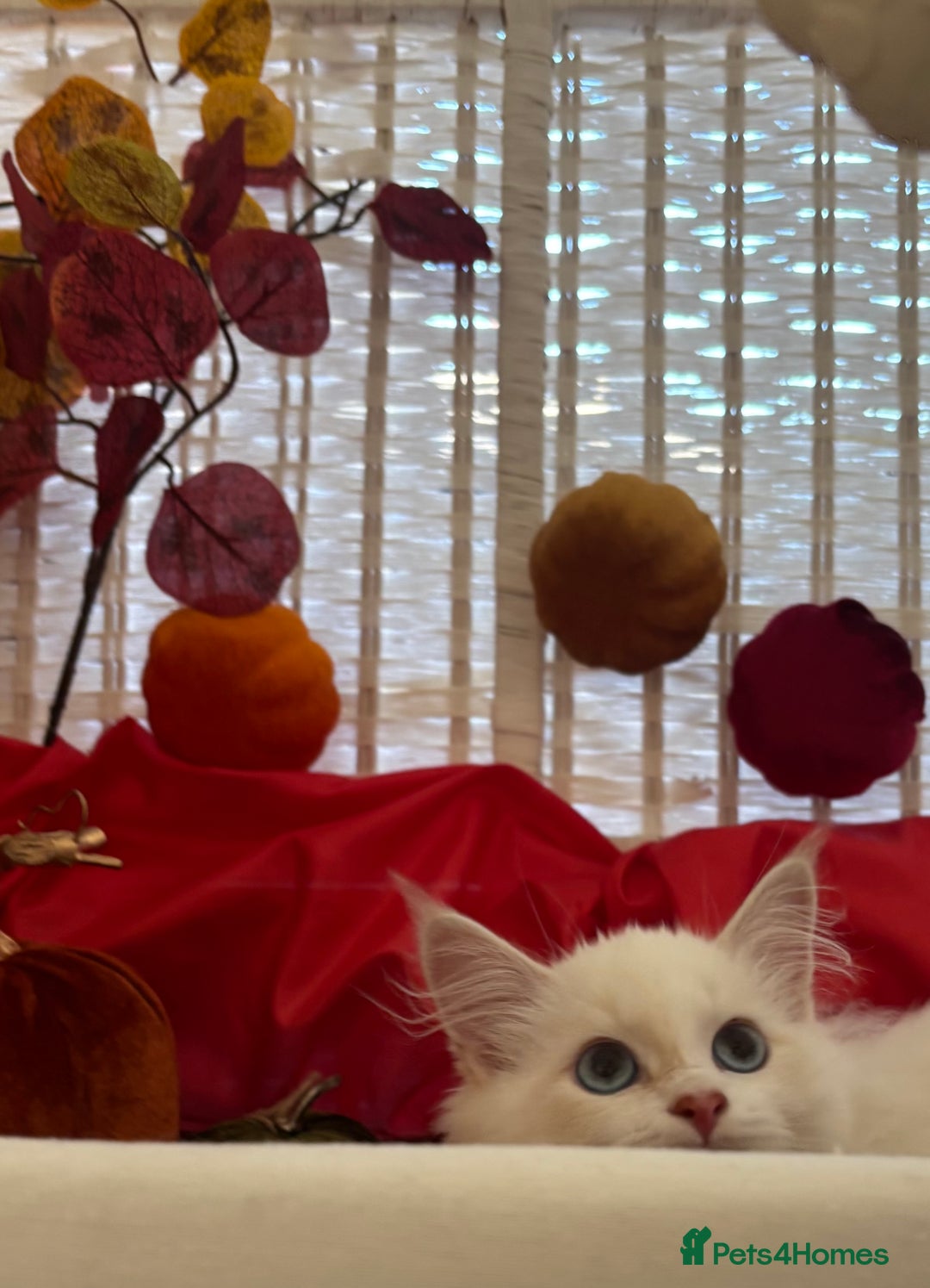 Siberian cats for sale: GCCF Registered Siberian Neva Masquerade Kittens  - Image 4