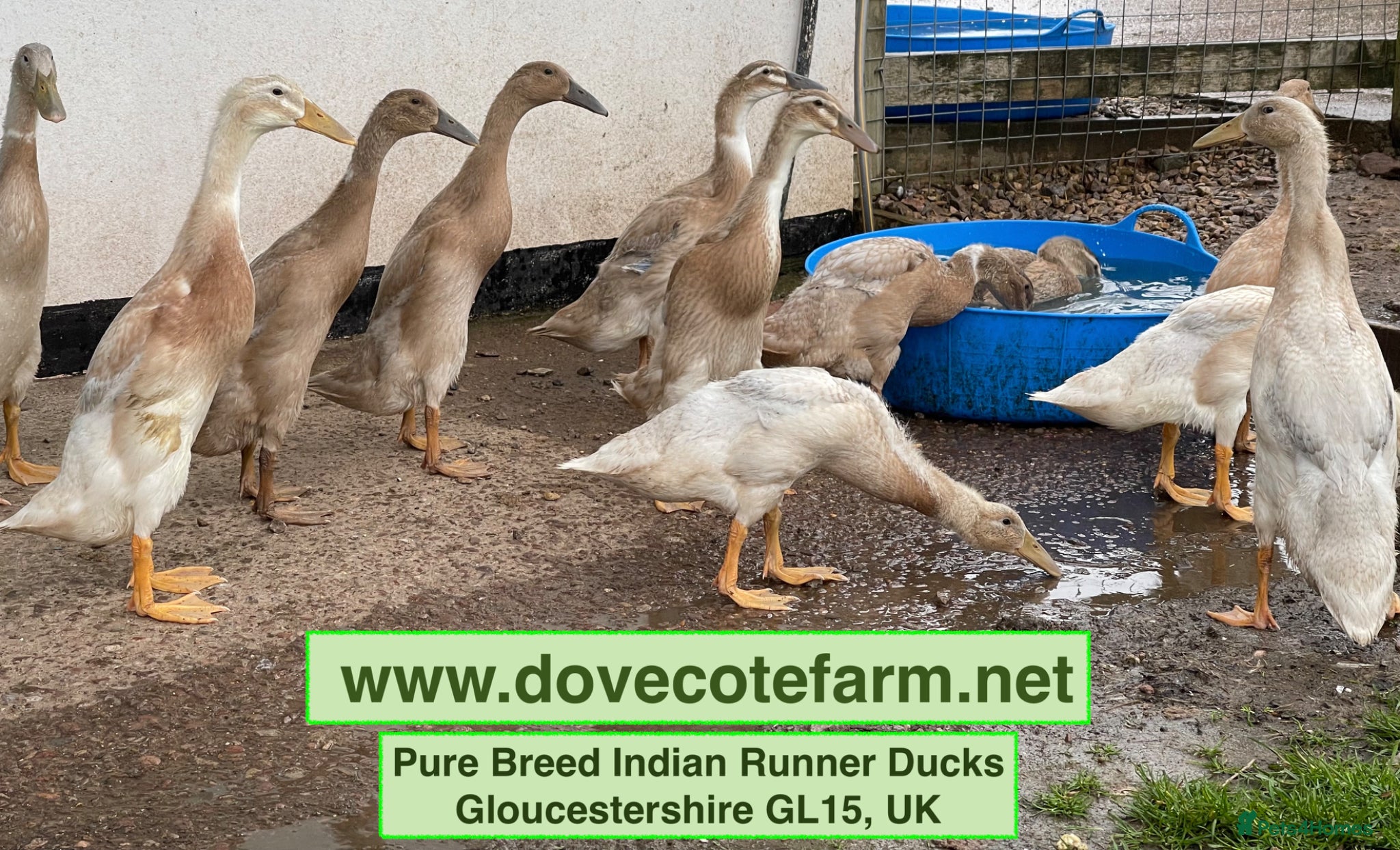 Ducks poultry PURE BREED APRICOT INDIAN RUNNER DUCKLINGS & DUCKS - Advert 2