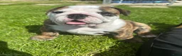 English Bulldog dogs for sale: Bulldog pup in Doncaster - Advert 3