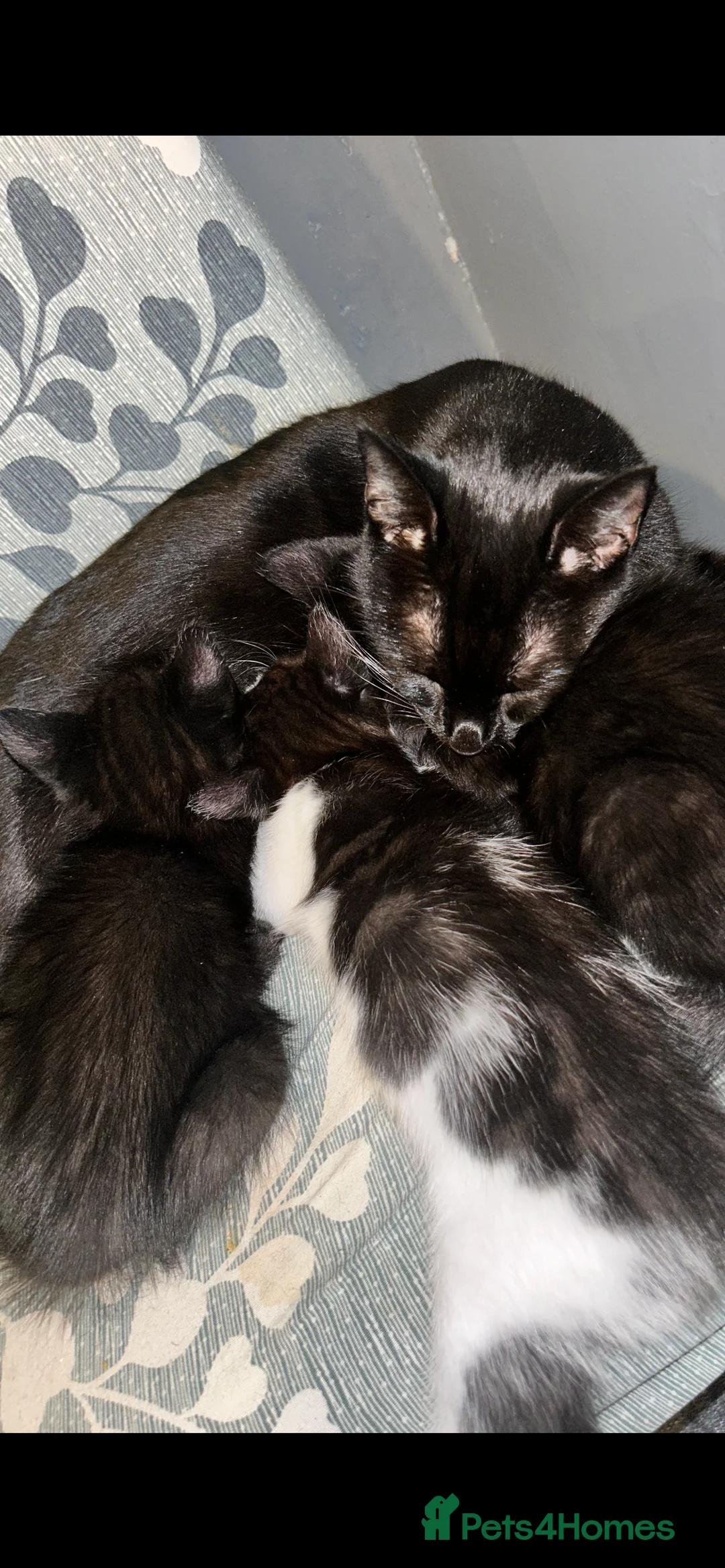 Mixed Breed cats for sale: Kittens rehoming  - Advert 2