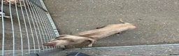 Dachshund dogs for sale: Dachshund (Billy) - Advert 3