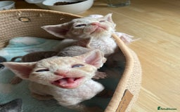 Devon Rex cats for sale: Adorable pure Devon Rex kittens  - Image 6