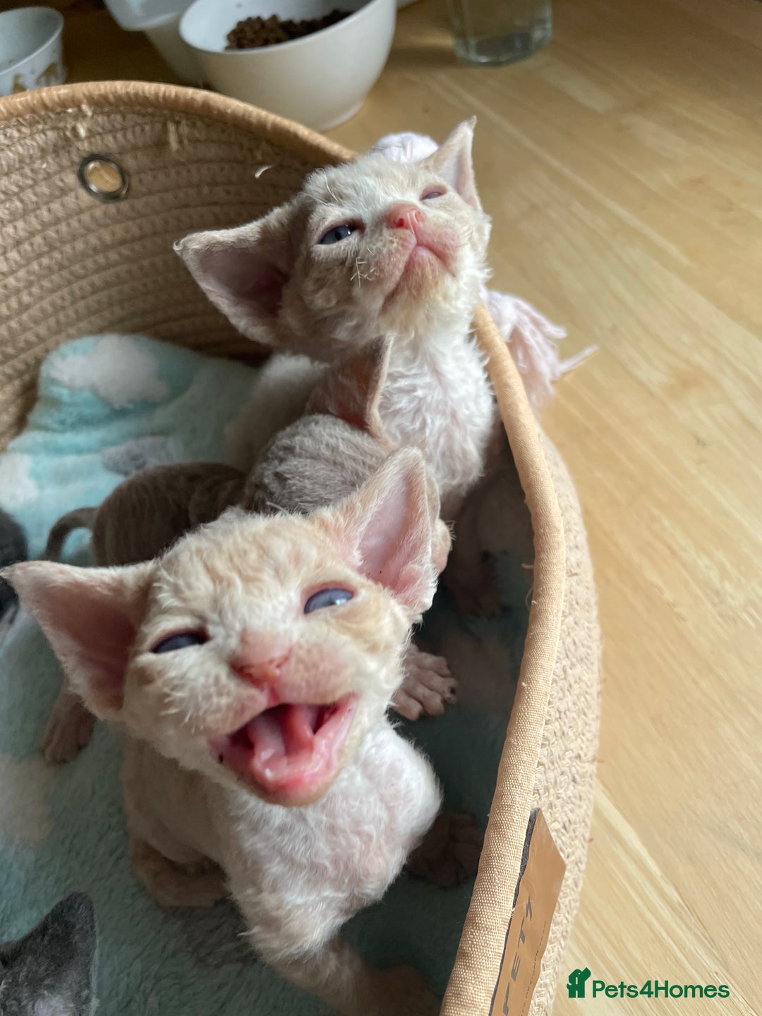 Devon Rex cats for sale: Adorable pure Devon Rex kittens  - Image 6