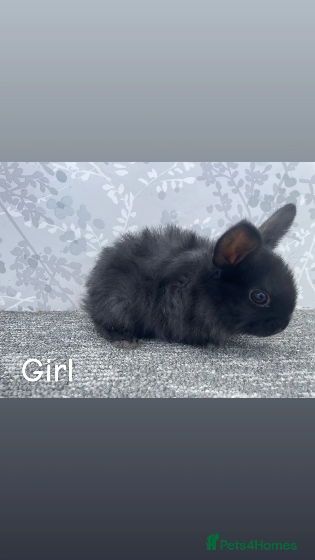 Mini Lop rabbits for sale: READY TO LEAVE NOW Mini lops  - Advert 2