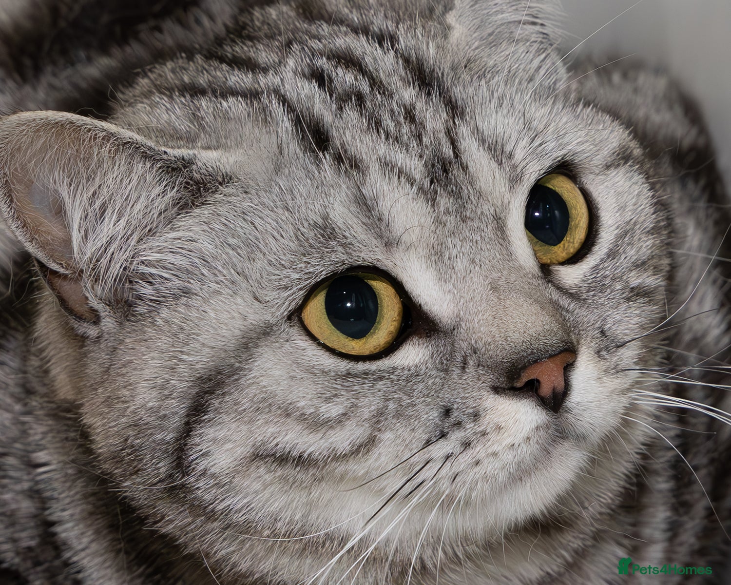 British Shorthair cats for sale: Black Silver Classic Tabby in Northampton - Advert 1