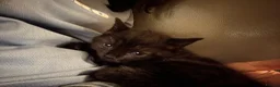 Domestic Shorthair cats for sale: 4 Kittens in Dunmow - Advert 5