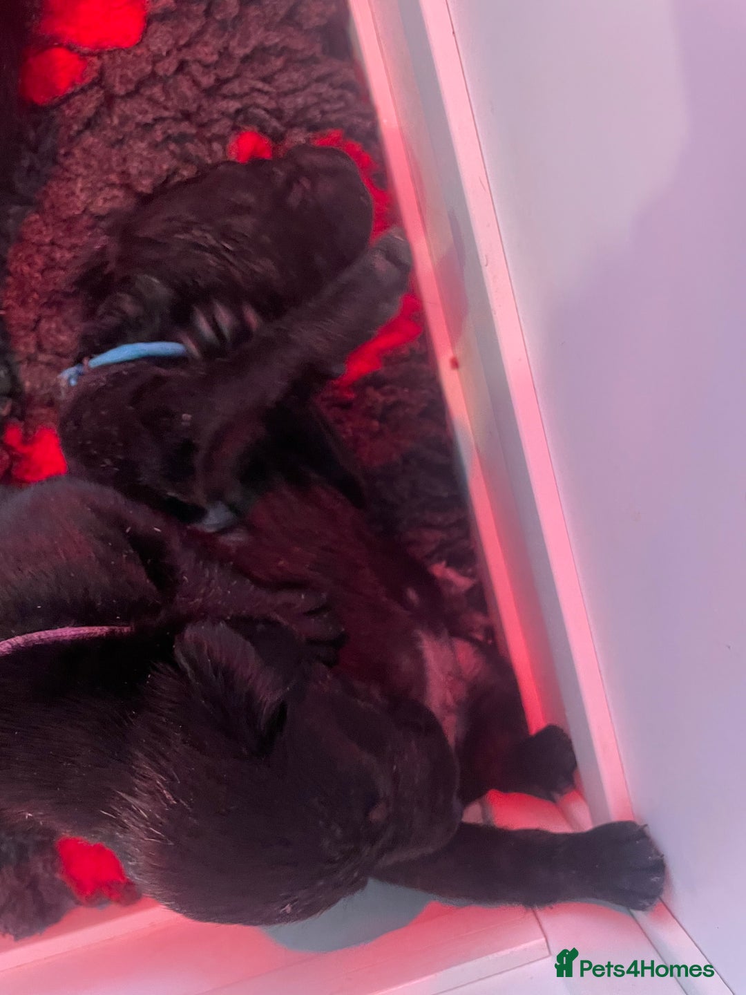 Labrador Retriever dogs for sale: KC registered Labrador pups - Advert 5