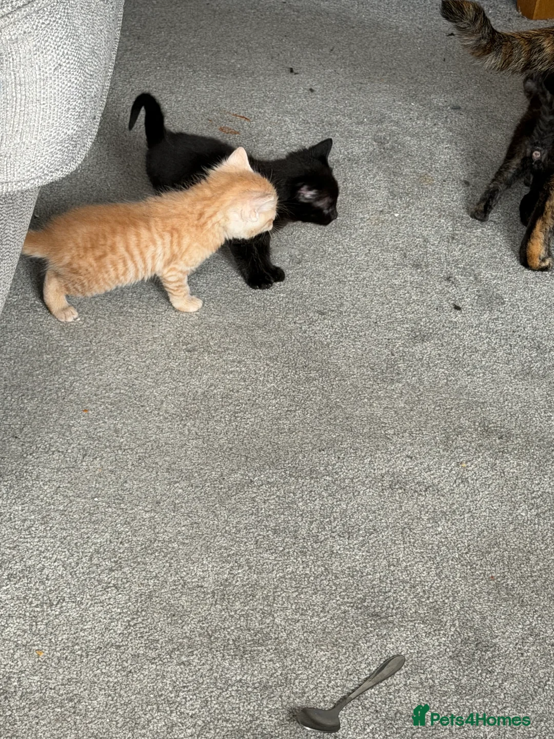 Mixed Breed cats for sale: Kittens for sale - Advert 2