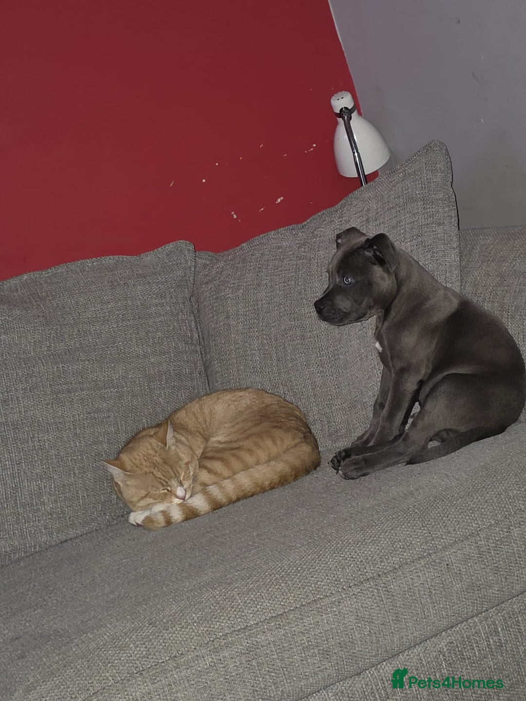 Mixed Breed dogs for sale: Loki  - Advert 4