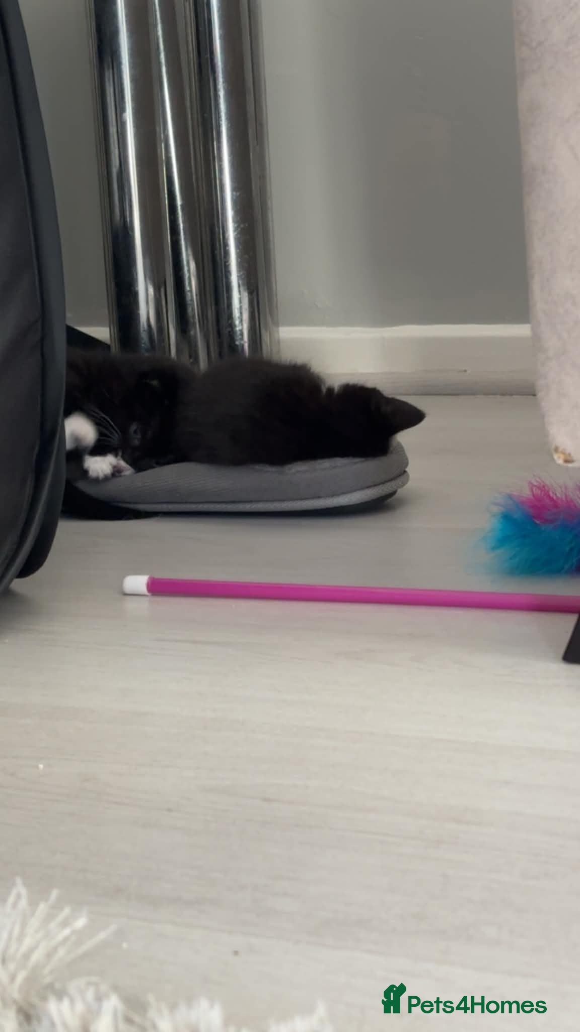 Mixed Breed cats for sale: Adorable playful little girls in Newcastle upon Tyne - Advert 6