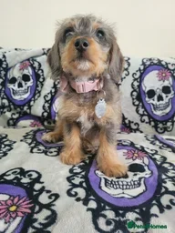 Doxiepoo dogs Beautiful Doxiepoo Puppy Looking for a Loving Home - Advert 7