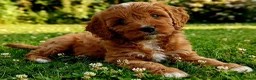 Cavapoo dogs for sale: Adorable F1 Cavapoo Puppies Available Now!!!!! - Advert 17