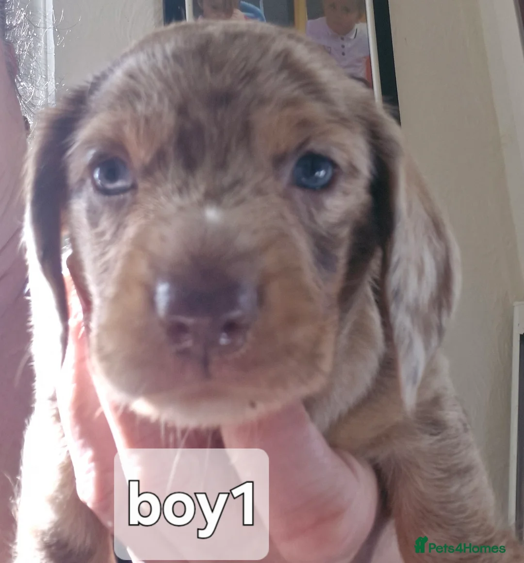 Dachshund dogs for sale: Dachshunds puppies - Advert 2