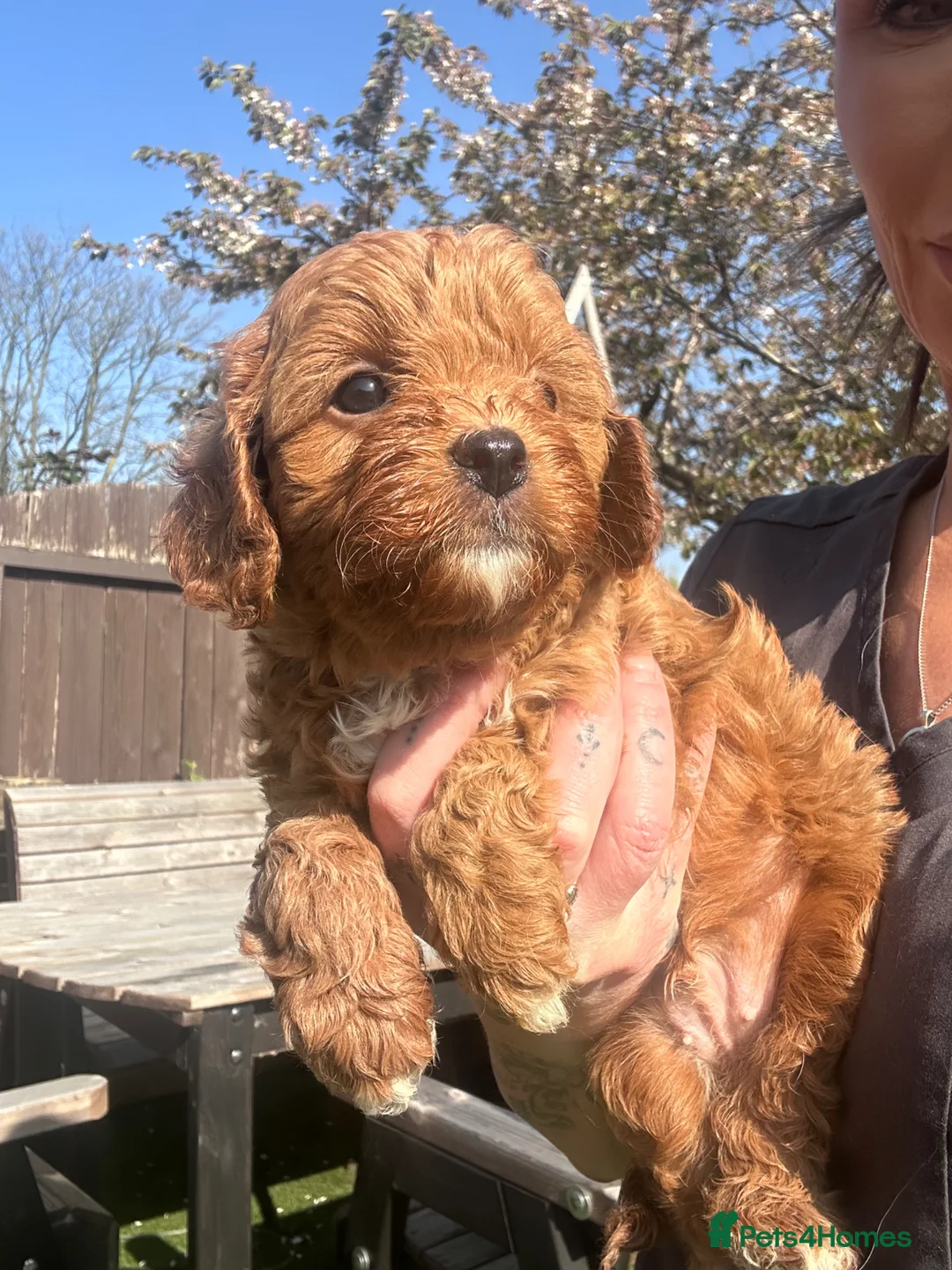Cavapoo dogs for sale: F1 Cavapoo Puppies (KC REG PARENTS) ⭐️⭐️⭐️⭐️⭐️ - Advert 13
