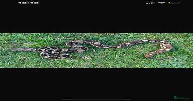 Boa Snake reptiles - Advert 4