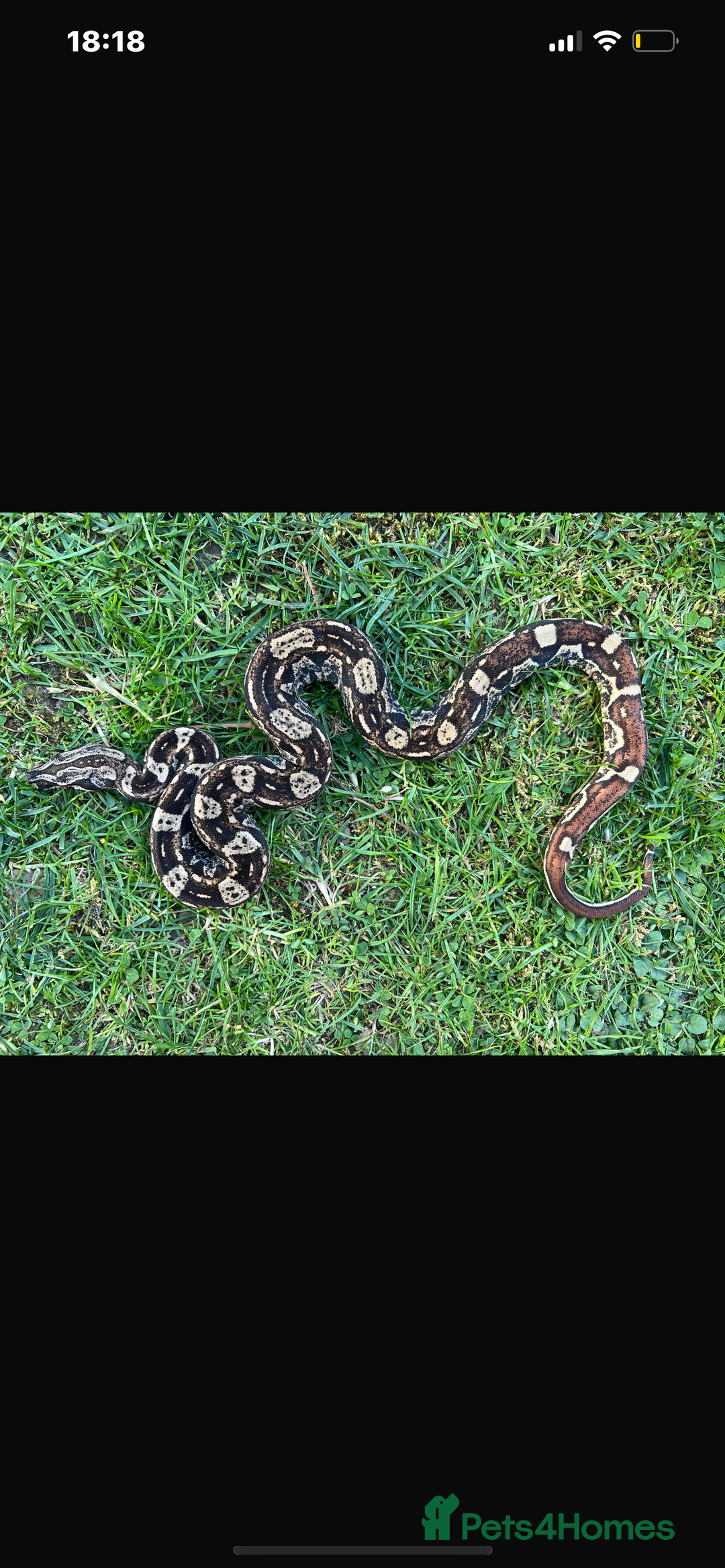 Boa Snake reptiles for sale: Female boa - Hytec IMG 100% het Anery - Image 3
