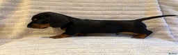 Miniature Dachshund dogs for sale: 🐾MINIATURE SMOOTH HAIRED DACHSHUND PUPPIES🐾 - Advert 1