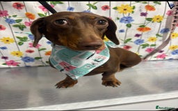 Miniature Dachshund dogs for sale: miniature dachshund pups - Image 7