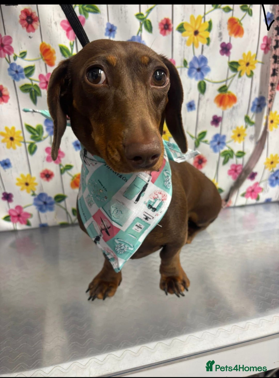 Miniature Dachshund dogs for sale: miniature dachshund pups - Image 7