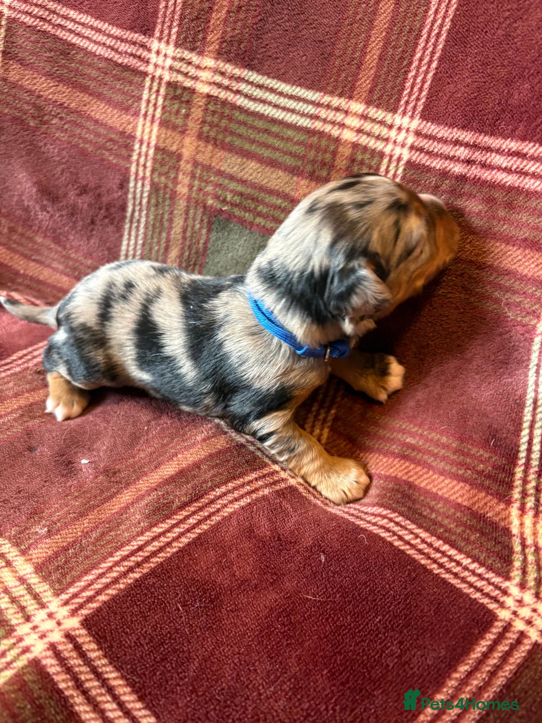 Mixed Breed dogs for sale: Beautiful Cocker X Puppies  - Advert 16