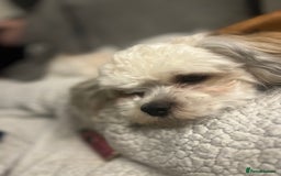 Malshi dogs for sale: 4 Shih tzu boys  - Image 6