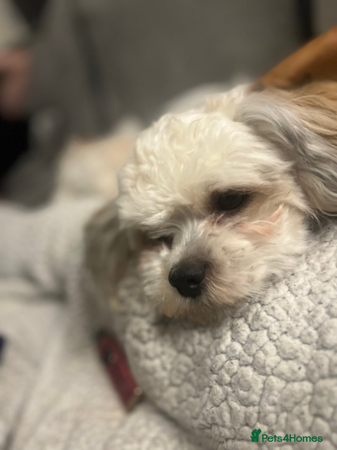 Malshi dogs for sale: 4 Shih tzu boys  - Image 6