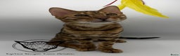 Bengal cats for sale: 🐆✨ GLITTER TICA 6TH GENERATION BENGAL KITTENS🐆✨ - Advert 10