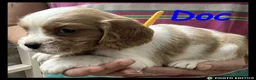 Cockalier dogs for sale: Beautiful Cockaliers - Advert 5