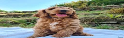 Cockapoo dogs for stud: Proven F1 Cockapoo - Fully Health Checked  in Swansea - Advert 3