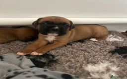 Boxer dogs for sale: KC bobtail pups heartscore 0, CHAMPION lines - Image 6