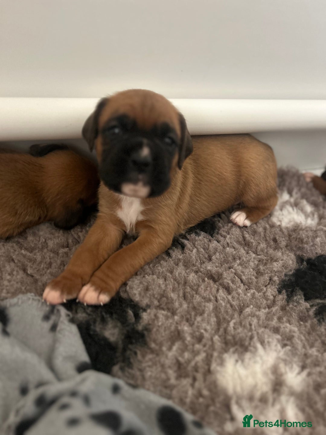 Boxer dogs for sale: KC bobtail pups heartscore 0, CHAMPION lines - Image 6