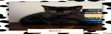 Ragdoll x Bombay Kitten - Boy