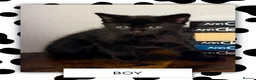 Ragdoll cats for sale: Ragdoll X Bombay kittens for sale in Durham - Advert 4