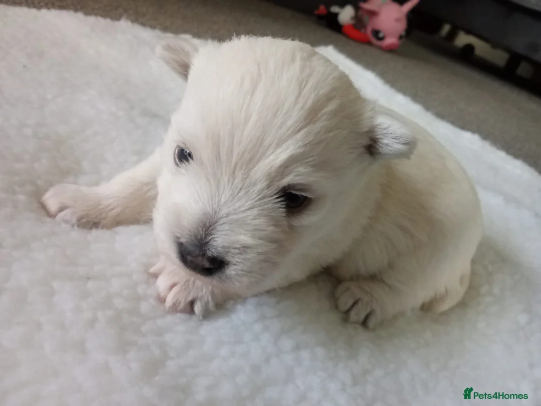 West Highland Terrier dogs for sale: West highland white terrier puppies  in Chichester - Advert 3