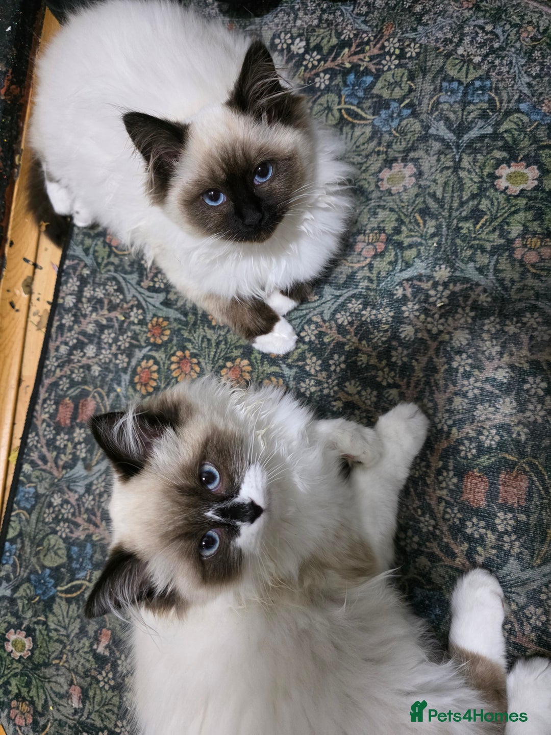 Ragdoll cats for sale: Beautiful ragdoll kittens 1 female left - Advert 10