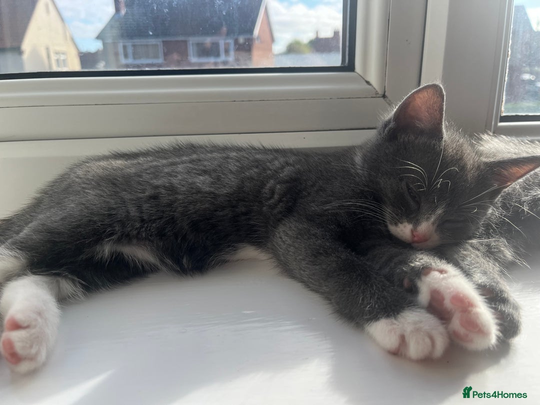 Domestic Shorthair cats for sale: Two kittens left** - Image 6