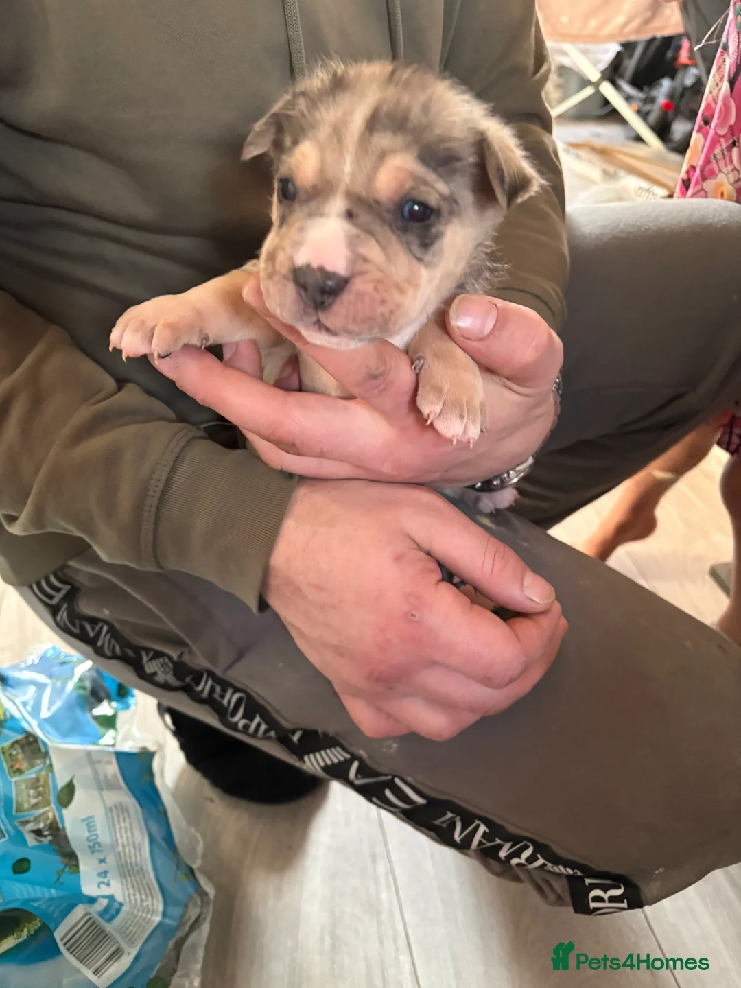 Mixed Breed dogs for sale: Puppy - Advert 5